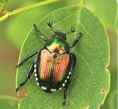 Popillia japonica - Avvertenze